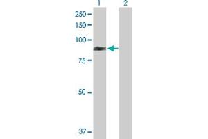 Western Blot analysis of REPS1 expression in transfected 293T cell line by REPS1 MaxPab polyclonal antibody.