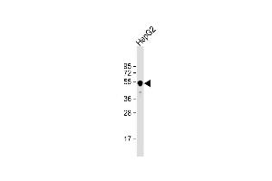 Anti-GLUD2 Antibody (N-term) at 1:1000 dilution + HepG2 whole cell lysate Lysates/proteins at 20 μg per lane.