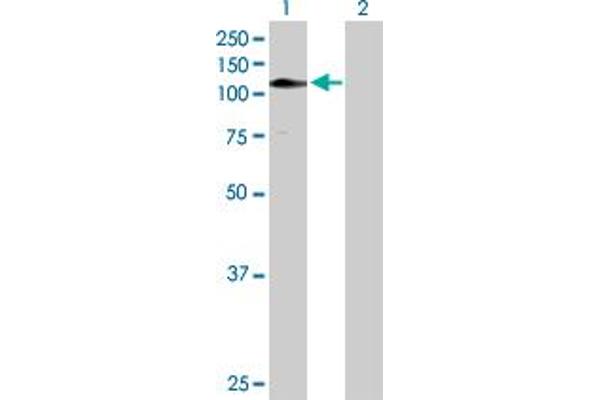 ZNF484 antibody  (AA 1-852)
