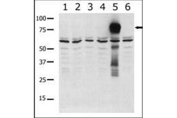 anti-P21 Protein (Cdc42/Rac)-Activated Kinase 7 (PAK7) (AA 168-198) antibody