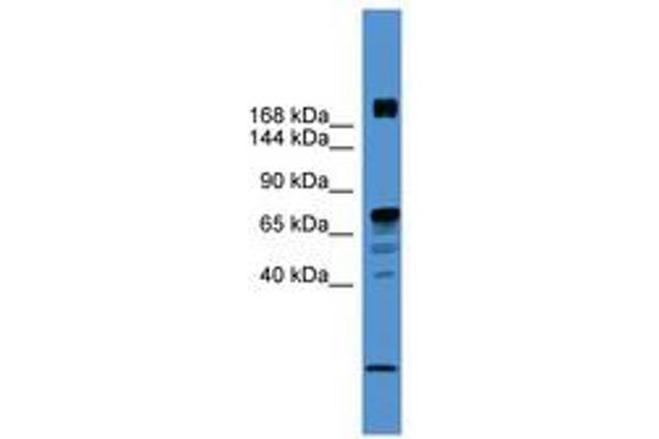 RLF 抗体  (AA 20-69)