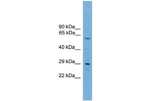 Image no. 2 for anti-RPA Interacting Protein (RPAIN) (C-Term) antibody (ABIN2777047)