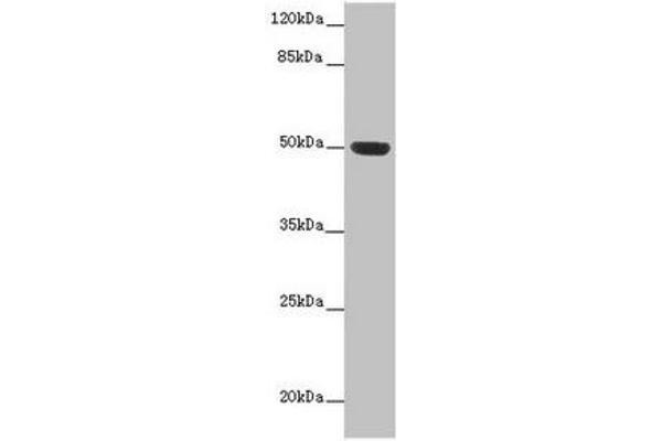 HTR3D anticorps  (AA 107-210)