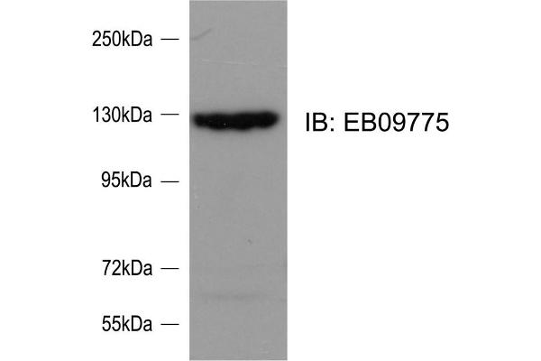 anti-SLIT-ROBO rho GTPase Activating Protein 2 (SRGAP2) (Internal Region) antibody