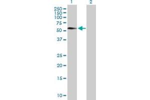Western Blot analysis of FEZ1 expression in transfected 293T cell line by FEZ1 MaxPab polyclonal antibody.