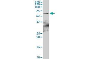 Image no. 3 for anti-Heat Shock 70kDa Protein 2 (HSPA2) (AA 1-639) antibody (ABIN516732)