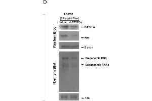 Image no. 3 for anti-CCAAT/enhancer Binding Protein (C/EBP), alpha (CEBPA) (N-Term) antibody (ABIN2854832)