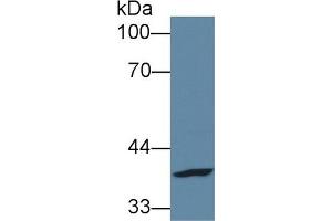 FPGT antibody  (AA 314-513)