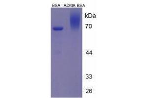 Image no. 3 for Asymmetrical Dimethylarginine (ADMA) peptide (BSA) (ABIN5665945)