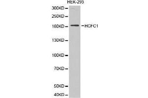 Image no. 1 for anti-Host Cell Factor C1 (VP16-Accessory Protein) (HCFC1) antibody (ABIN3022629)