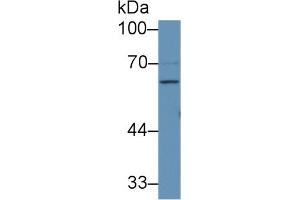 Image no. 2 for anti-Coagulation Factor IX (F9) (AA 232-455) antibody (ABIN1858771)