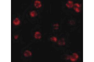 Image no. 2 for anti-CASP8 and FADD-Like Apoptosis Regulator (CFLAR) (N-Term) antibody (ABIN6656653)