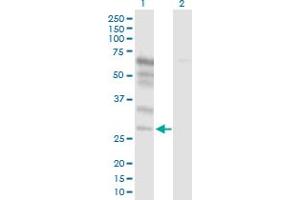 Western Blot analysis of NETO2 expression in transfected 293T cell line by NETO2 MaxPab polyclonal antibody.