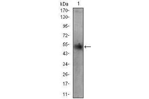 Image no. 4 for anti-Perilipin 2 (PLIN2) (AA 286-437) antibody (ABIN1724917)