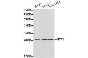 Image no. 1 for anti-Neurotrophin 4 (NTF4) antibody (ABIN3021388)