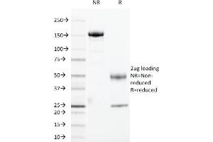 Image no. 1 for anti-Cyclin B1 (CCNB1) antibody (ABIN6940990)