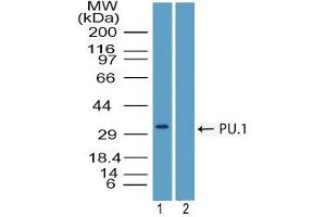 Image no. 1 for anti-Spleen Focus Forming Virus (SFFV) Proviral Integration Oncogene Spi1 (SPI1) (AA 20-70) antibody (ABIN960355)