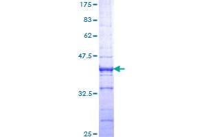 Image no. 1 for Activating Transcription Factor 2 (ATF2) (AA 137-236) protein (GST tag) (ABIN1345925)