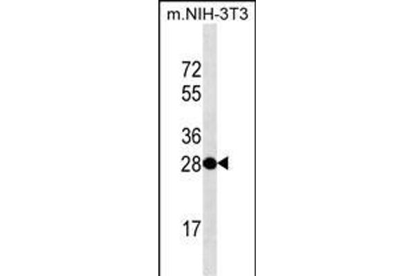 THAP11 antibody  (AA 165-193)