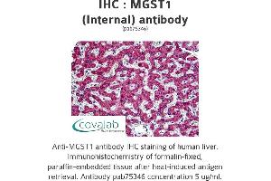 Image no. 1 for anti-Microsomal Glutathione S-Transferase 1 (MGST1) (Internal Region) antibody (ABIN1736935)