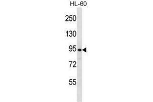 UBP37 Antibody (N-term) western blot analysis in HL-60 cell line lysates (35 µg/lane).