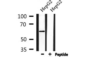 Image no. 3 for anti-Apoptosis Antagonizing Transcription Factor (AATF) (N-Term) antibody (ABIN6256888)