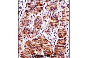 RBPJ Antibody (N-term) ((ABIN1538823 and ABIN2849020))immunohistochemistry analysis in formalin fixed and paraffin embedded human stomach tissue followed by peroxidase conjugation of the secondary antibody and DAB staining.