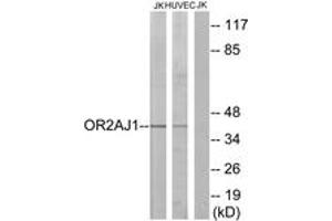 OR2AJ1 Antikörper  (AA 201-250)