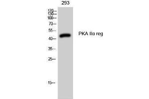 Image no. 1 for anti-Protein Kinase, CAMP-Dependent, Regulatory, Type II, alpha (PRKAR2A) (Internal Region) antibody (ABIN3186460)