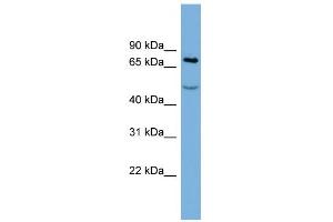 Image no. 1 for anti-Stromal Interaction Molecule 1 (STIM1) (Middle Region) antibody (ABIN2782215)