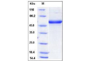 Image no. 1 for CD302 (CD302) (AA 1-156), (Extracellular Domain) protein (Fc Tag) (ABIN2008192)