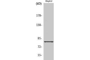 Image no. 1 for anti-Cadherin 19 (CDH19) (Internal Region) antibody (ABIN3183614)
