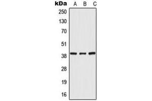 Image no. 1 for anti-Polymerase (RNA) III (DNA Directed) Polypeptide F, 39 KDa (POLR3F) (Center) antibody (ABIN2706850)