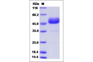 Image no. 1 for Marginal Zone B and B1 Cell-Specific Protein (MZB1) (AA 1-185) protein (Fc Tag) (ABIN2006620)