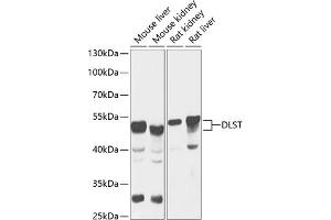 DLST antibody  (AA 1-290)