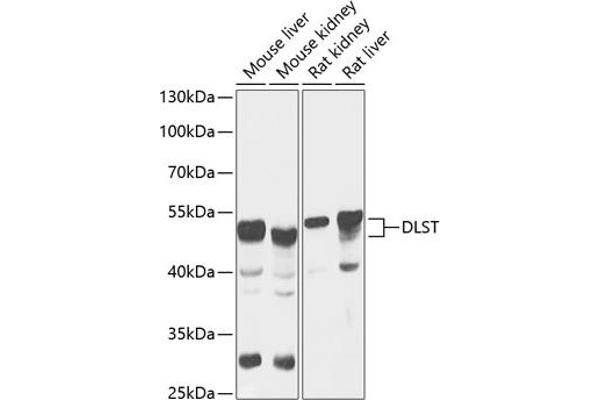 DLST antibody  (AA 1-290)