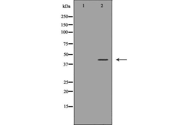anti-Natural Killer Cell Receptor 2B4 (CD244) (N-Term) antibody