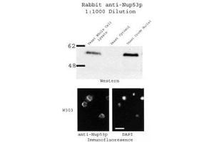 Image no. 2 for anti-Nucleoporin 35kDa (NUP35) antibody (ABIN108656)