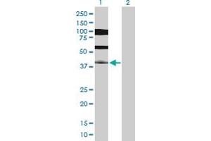 Image no. 3 for anti-Pancreatic and Duodenal Homeobox 1 (PDX1) (AA 1-283) antibody (ABIN517200)