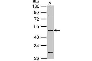 Image no. 1 for anti-gamma-aminobutyric Acid (GABA) A Receptor, alpha 2 (GABRA2) (Center) antibody (ABIN2856076)