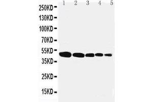 Image no. 1 for anti-Flotillin 1 (FLOT1) (AA 219-234), (Middle Region) antibody (ABIN3042941)