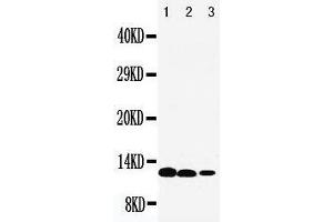 Image no. 1 for anti-Interleukin 13 (IL13) (AA 135-146), (C-Term) antibody (ABIN3043089)