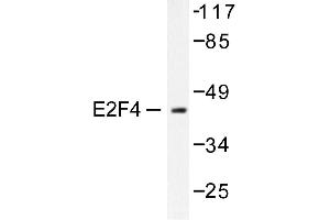 Image no. 1 for anti-E2F4/E2F5 (E2F4/5) antibody (ABIN265389)