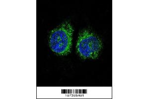 Image no. 3 for anti-Nuclear Receptor Subfamily 4, Group A, Member 2 (NR4A2) (AA 13-42), (N-Term) antibody (ABIN390383)