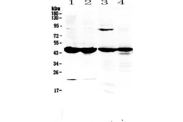 anti-Adenosine Deaminase (ADA) (AA 2-241) antibody