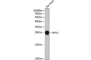 Western blot analysis of extracts of Rat heart using MYL4 Polyclonal Antibody at dilution of 1:3000.