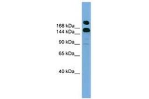 Image no. 1 for anti-UDP-Glucose Glycoprotein Glucosyltransferase 1 (UGGT1) (C-Term) antibody (ABIN6744868)