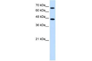 Image no. 1 for anti-Nuclear Receptor Subfamily 4, Group A, Member 2 (NR4A2) (C-Term) antibody (ABIN2777552)