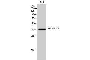 Image no. 1 for anti-Melanoma Antigen Family A, 5 (MAGEA5) (Internal Region) antibody (ABIN3185440)
