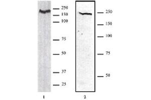 Image no. 1 for anti-Chromodomain Helicase DNA Binding Protein 1 (CHD1) (AA 251-467) antibody (ABIN6971531)